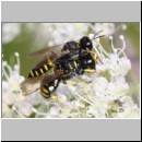 Ectemnius lapidarius - Grabwespe 11b 8-11mm Paarung - OS-Hellern-Wiese.jpg